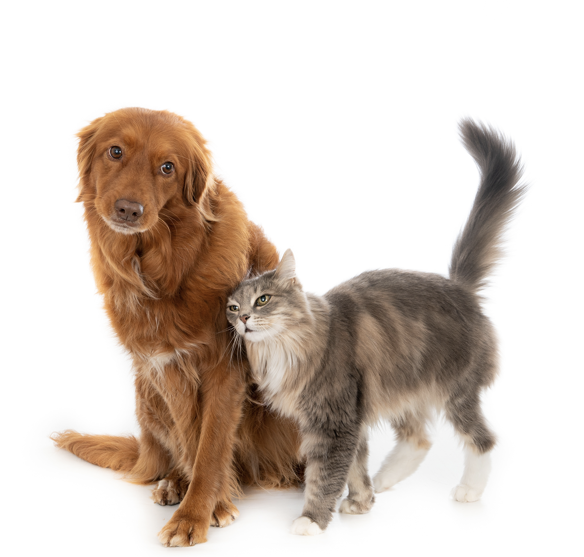 개의 작은 키트로 세상을 바꾸는 강아지와 고양이